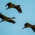 Black-Necked Cranes, Napahai Nature Reserve, north-west of Shangri-La, Yunnan province, China